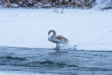 Swan in the river