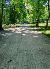 Long path in park with trees around