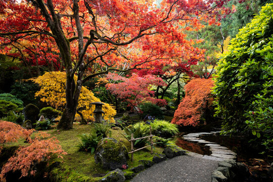 Lace leaf Japanese Maple and Japanese Maple, Acer palmatum, Butchart Gardens, Victoria