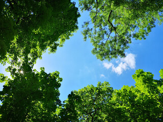 Upward view to green trees crowns and blue sky at sunny day