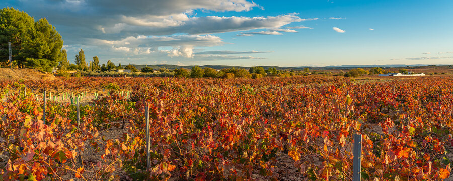 Panorama Autumn vineyards in the wine-making region of Valencia, Spain