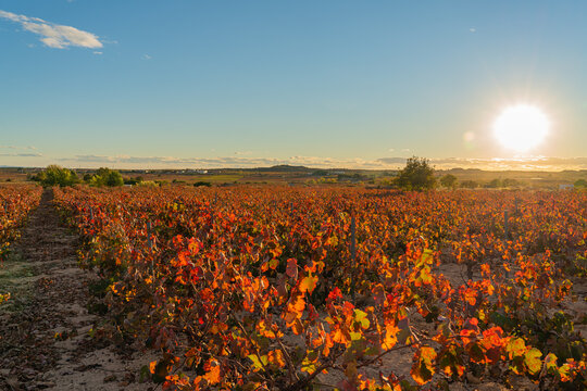 Autumn vineyards in the wine-making region of Valencia, Spain
