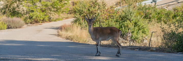 Iberian ibex, Spanish ibex at a street in the natural park