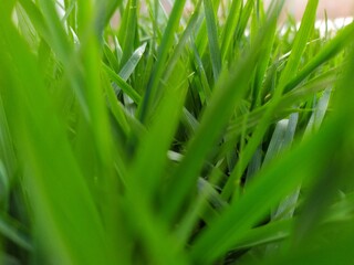 green grass background