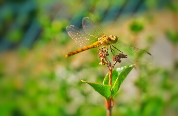 dragonfly on a leaf