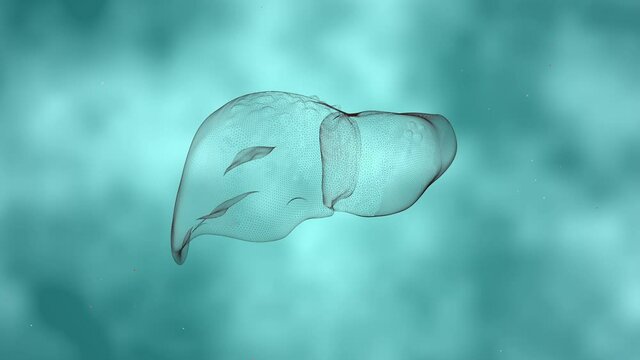 4k video of futuristic glowing low polygonal human liver made of lines.