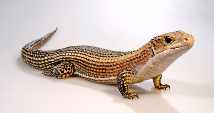 Braune Schildechse, Sudan-Schildechse (Broadleysaurus major) - Sudan plated lizard
