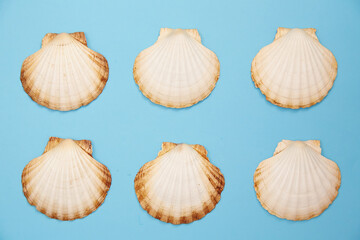 shells on a blue background