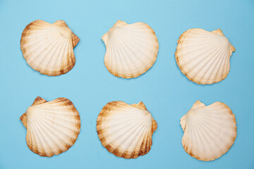 shells on a blue background