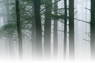 Spring landscape of woods in fog, Kellogg Forest, Michigan, USA