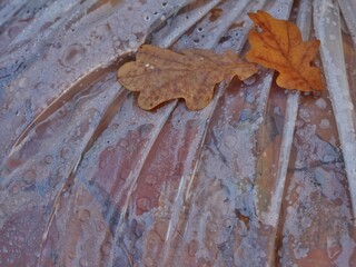 Plastiksack mit Herbstlaub