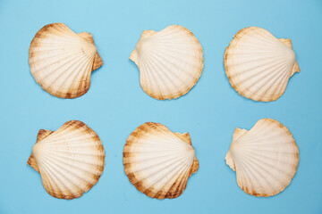 shells on a blue background