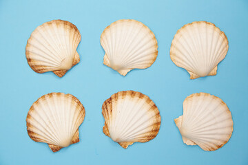 shells on a blue background