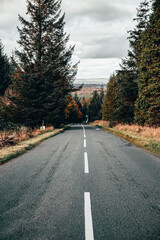 Forest road  autumn 2020