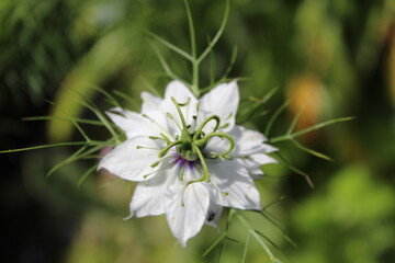 White Lady of the Mist