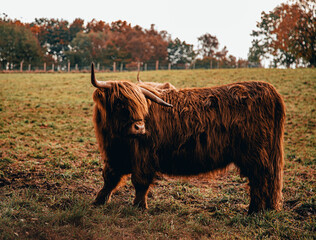 animals cow 