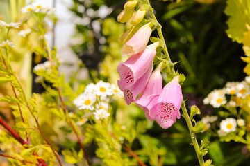 Pink Foxgloves 