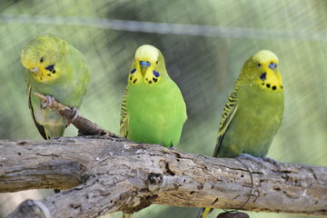Trois perruches sur la branche d'un arbre 
