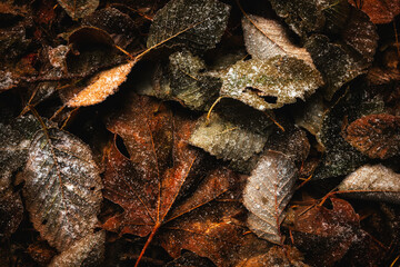 Dry leaves on the ground