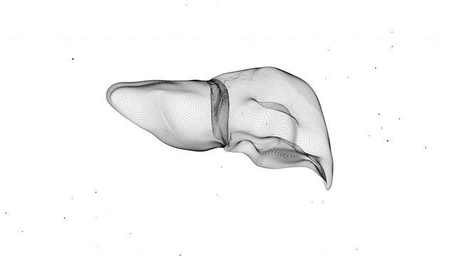 4k video of a computer diagnosis of the liver.