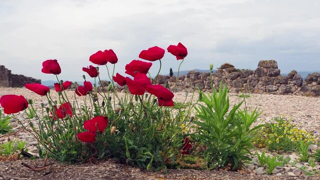 Poppies in the wind, Ancient Tiryns, Greece, a UNESCO World heritage site