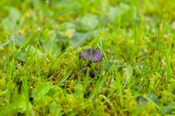 Mushroom in a Sea of Grass