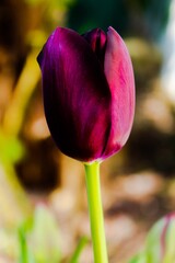 Queen of the Night Tulip