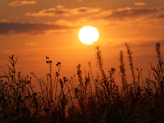 Beautiful photograph of the grass at sunset. Grass against the background of the sun and the setting sky.