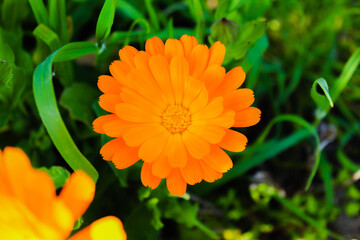 Marigold bloom