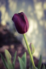 Queen of the Night Tulip