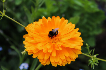 Summer Marigold with bumble bee
