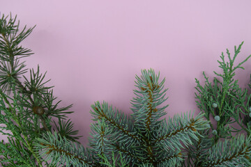 Branches of different evergreen trees on pink background