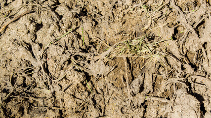 background texture-ugly hardened dirt and mud with grass and twigs mixed in