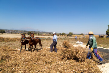 Closeup shot of farmers cutting organic bean in a field