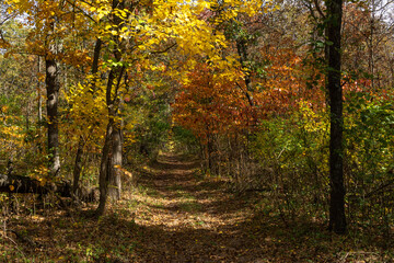 Fototapeta na wymiar Beautiful and vibrant fall/autumn colors in the forest. Sand Ridge State Forest, Illinois, USA.