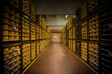 Cheese rolls on the conveyor belt. Cheese production.