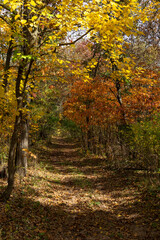 Beautiful and vibrant fall/autumn colors in the forest.  Sand Ridge State Forest, Illinois, USA.