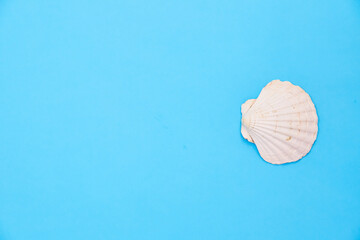 shells on a blue background
