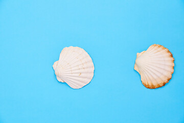 shells on a blue background