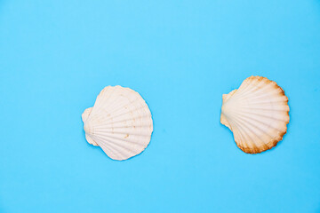 shells on a blue background