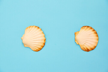 Obraz premium shells on a blue background