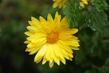 Single lush yellow aster flower with green fresh wet leaves qith rain drops. Blurred background. Perennial flowering plant. Asteraceae family.