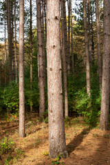 Naklejka premium Beautiful and vibrant fall/autumn colors in the forest. Sand Ridge State Forest, Illinois, USA.
