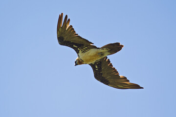 Bearded Vulture (Gypaetus barbatus) adult flying, Bulgan, Mongolia
