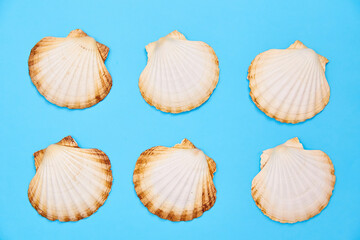 collection of seashells