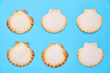 set of seashells