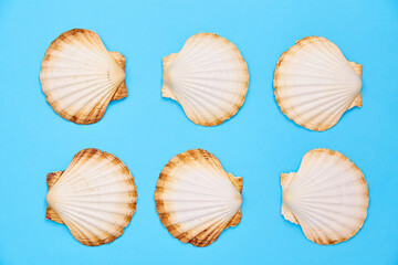 shells on a blue background