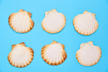 shells on a blue background