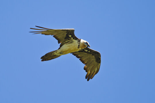 Bearded Vulture (Gypaetus barbatus) adult flying, Bulgan, Mongolia