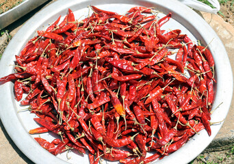 Lots of red chilli pods are placed on a plate and to dry in the sunlight